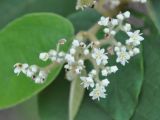 Commersonia bartramia