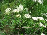 Spiraea trichocarpa