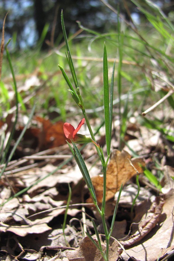 Image of Lathyrus sphaericus specimen.