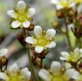 Saxifraga verticillata