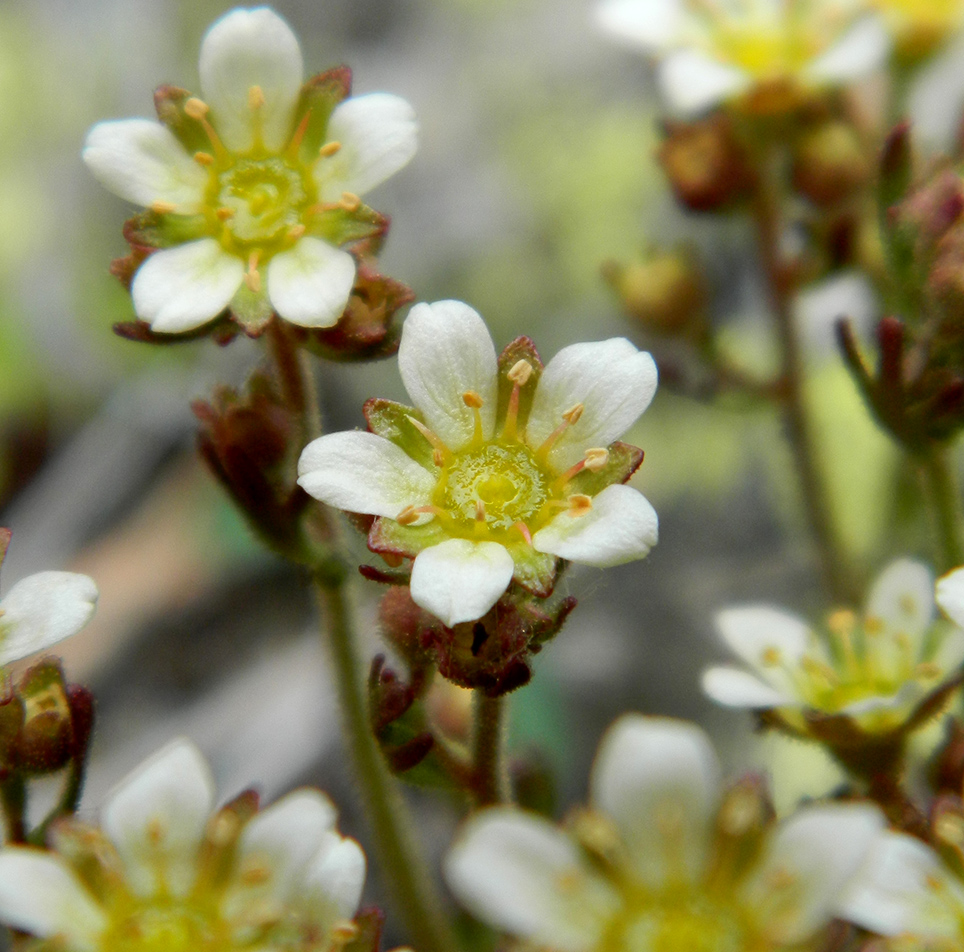 Image of Saxifraga verticillata specimen.