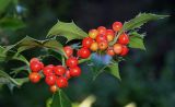 Ilex aquifolium. Верхняя часть ветки с соплодиями. Германия, г. Duisburg, Ботанический сад. 20.09.2013.