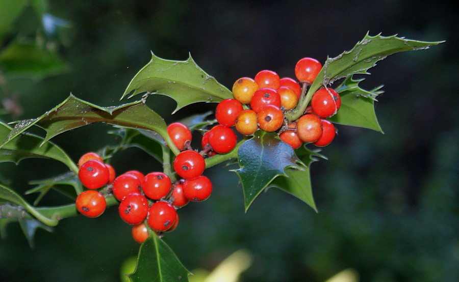 Изображение особи Ilex aquifolium.