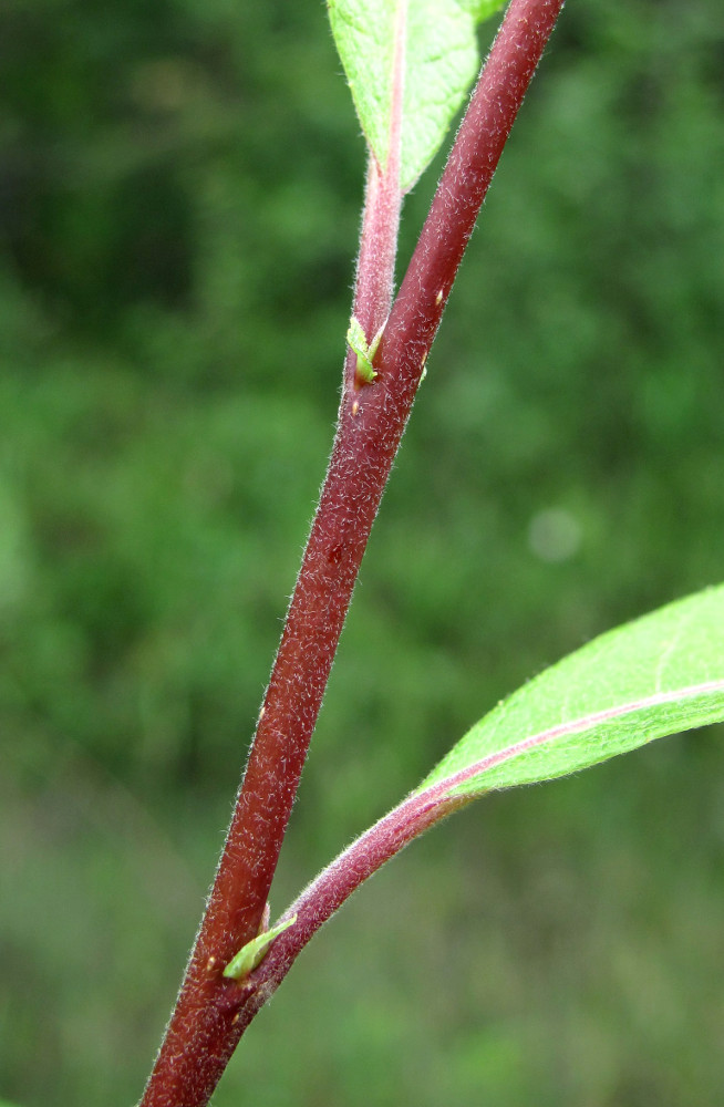 Изображение особи Salix &times; laurina.