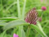 Trifolium alpestre. Верхушка побега с раскрывающимся соцветием. Украина, Львов, луговой склон южной экспозиции. 30 мая 2009 г.