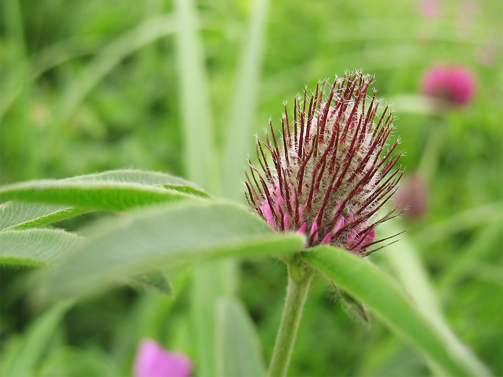 Image of Trifolium alpestre specimen.