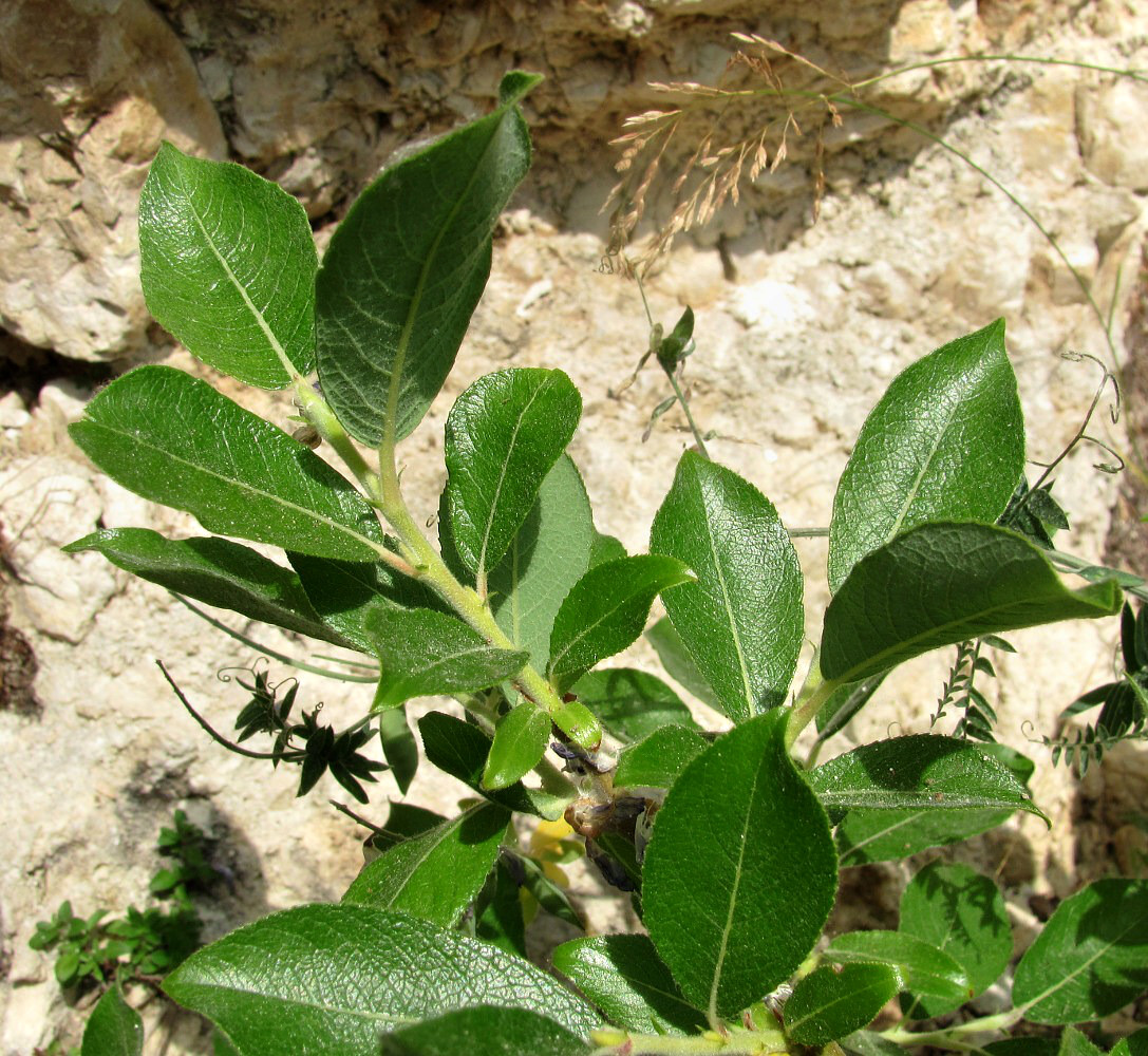 Image of Salix recurvigemmata specimen.