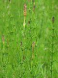 Equisetum palustre