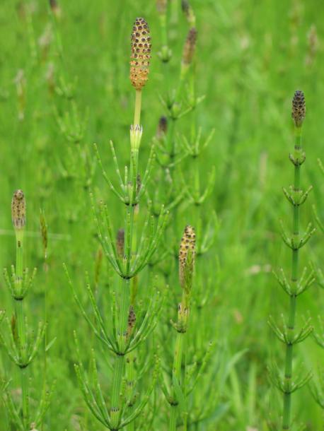 Изображение особи Equisetum palustre.