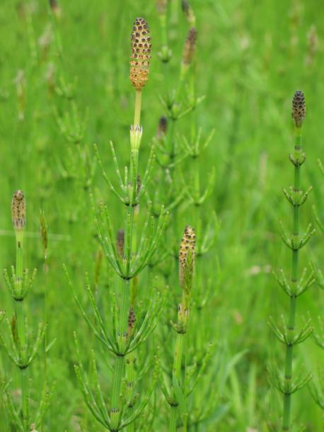 Image of Equisetum palustre specimen.