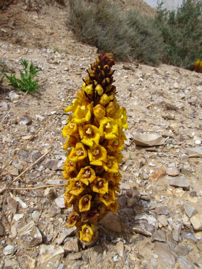 Image of Cistanche tubulosa specimen.