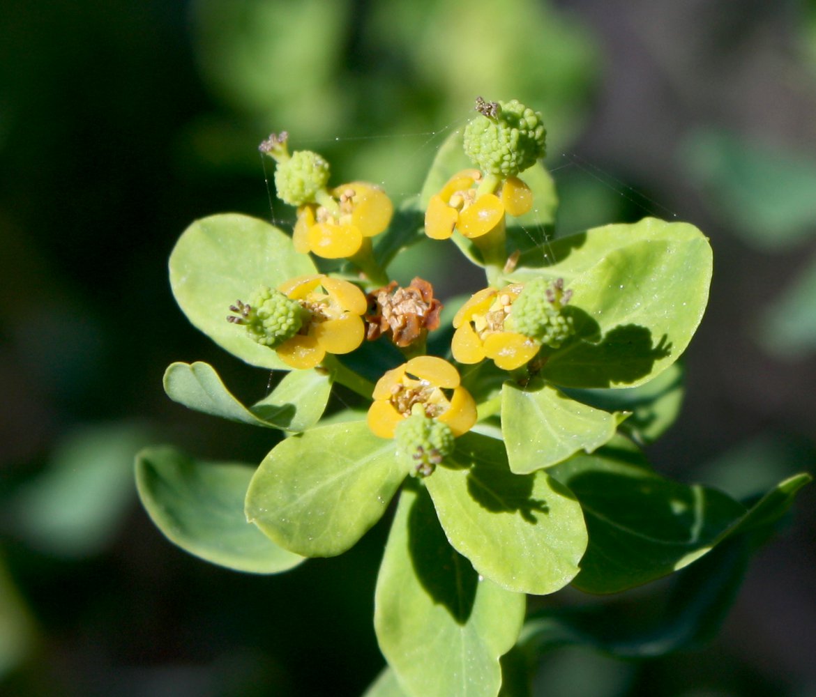 Изображение особи Euphorbia hierosolymitana.