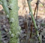 Zanthoxylum americanum