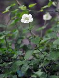 Asystasia gangetica