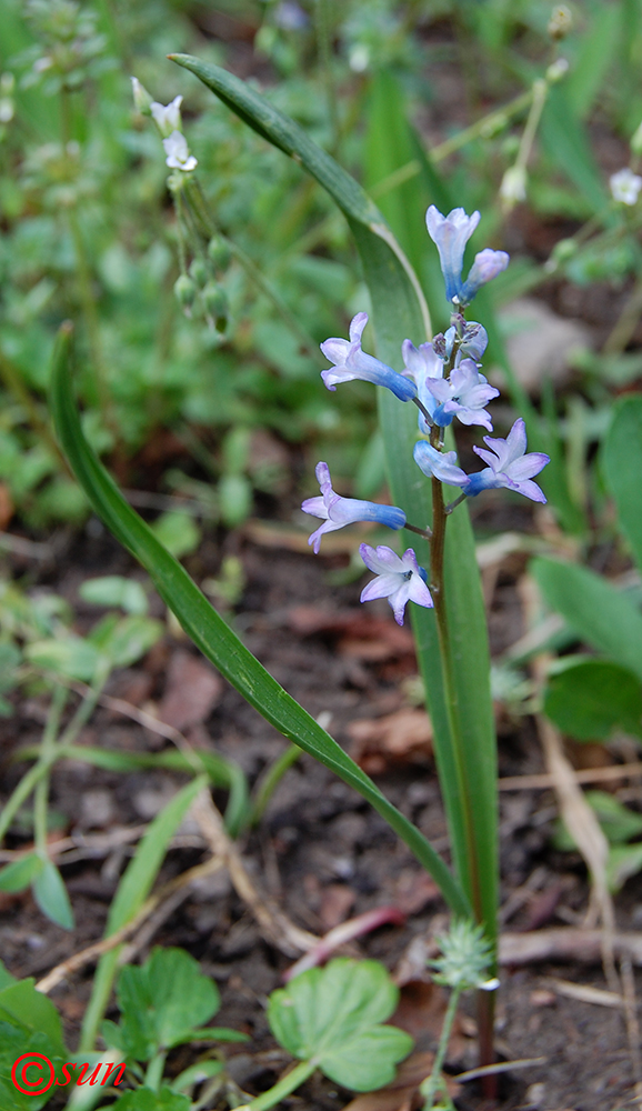 Изображение особи Hyacinthella pallasiana.