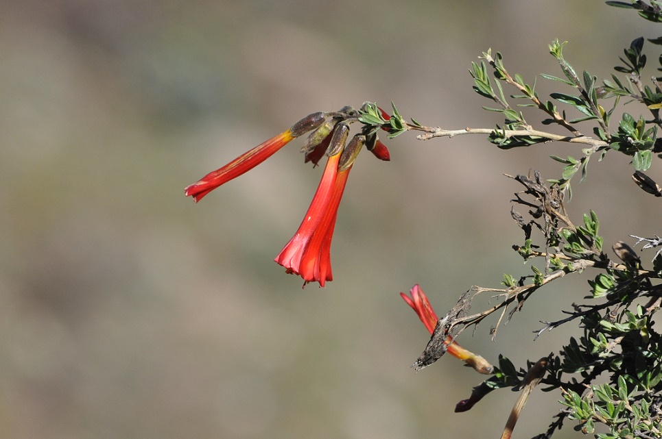 Image of Cantua buxifolia specimen.