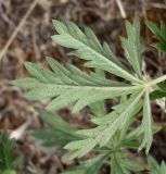 Potentilla heidenreichii. Лист в нижней трети побега (обратная сторона). Ростовская обл., Белокалитвинский р-н, окр. хутора Грушёвка, днище каменистой балки. 23.06.2013.