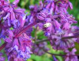 Salvia verticillata