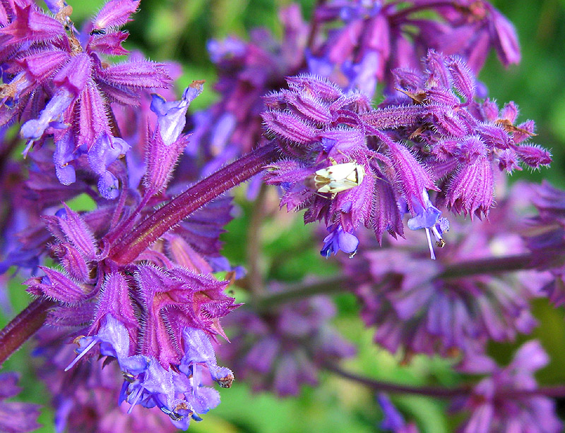 Изображение особи Salvia verticillata.