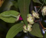 Syzygium jambos. Верхушка побега с отцветшим соцветием. Израиль, Шарон, пос. Кфар Шмариягу, в культуре. 06.05.2014.