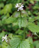 Alliaria petiolata