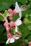 Geranium × cantabrigiense. Соцветие ('Karmina'). Германия, г. Дюссельдорф, Ботанический сад университета. 04.05.2014.
