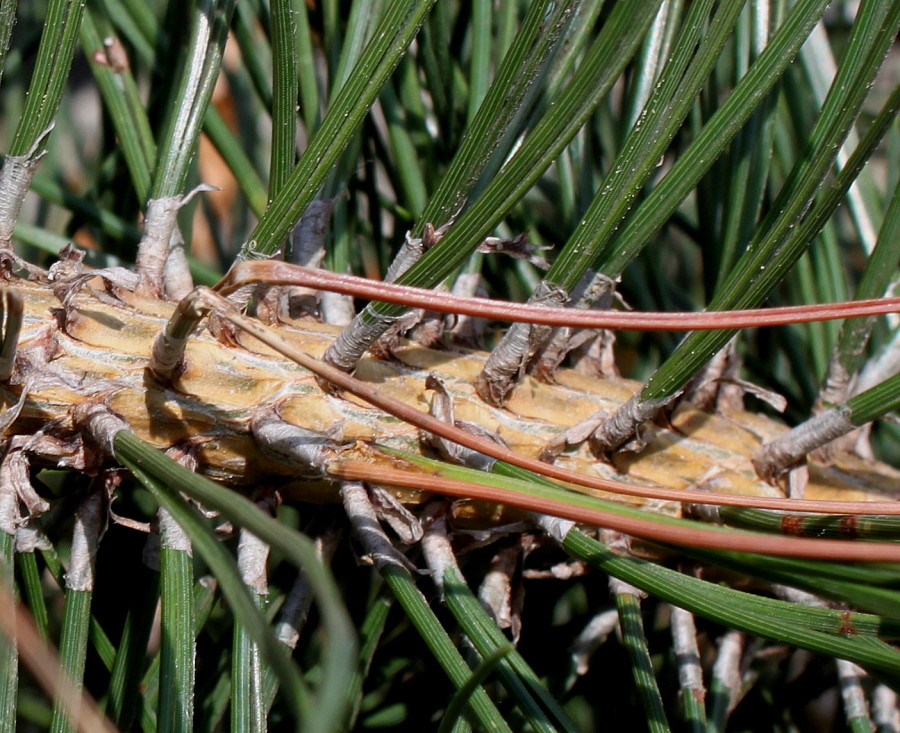 Image of Pinus mugo specimen.