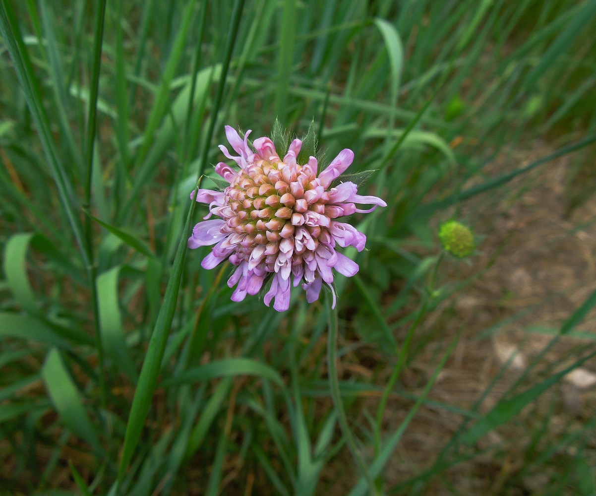 Image of Knautia arvensis specimen.