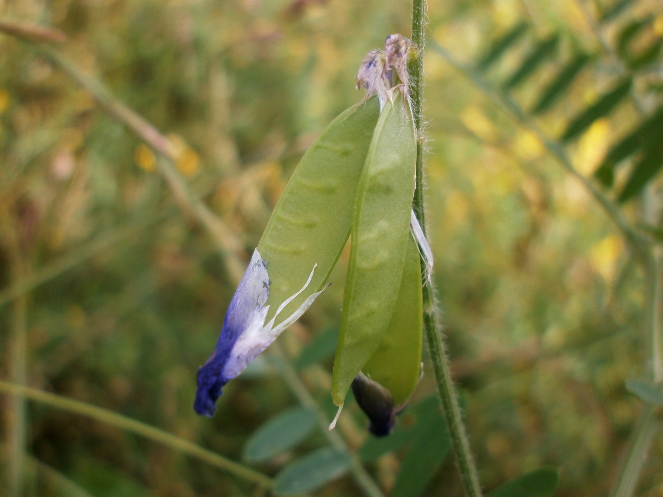 Изображение особи Vicia villosa.