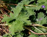 Geranium × magnificum. Листья. Германия, г. Дюссельдорф, Ботанический сад университета. 02.06.2014.