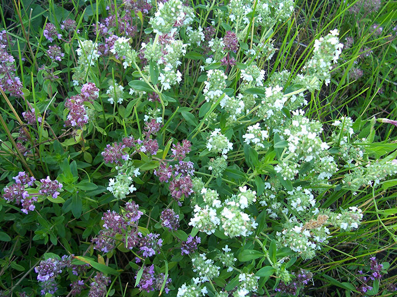 Изображение особи Thymus pulegioides.