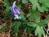 род Corydalis. Листья и соцветие. Адыгея, Кавказский биосферный заповедник, долина р. Чессу, альпика, ≈ 2300 м н.у.м. 30.06.2014.