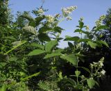 Rubus lloydianus