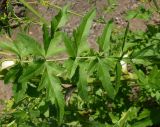 Pastinaca sylvestris