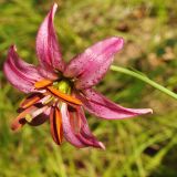 Lilium cernuum