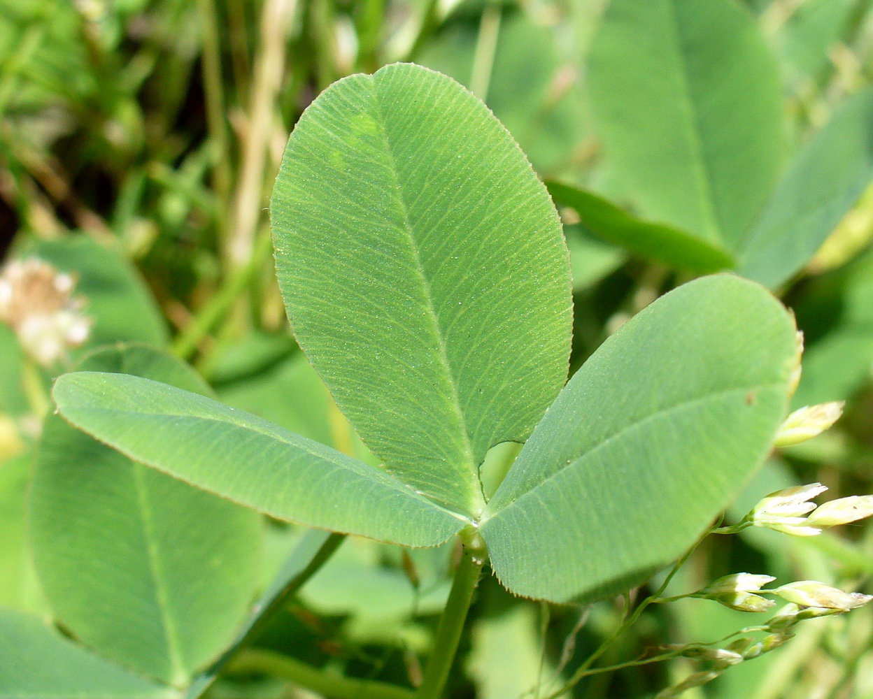 Image of Trifolium fragiferum specimen.