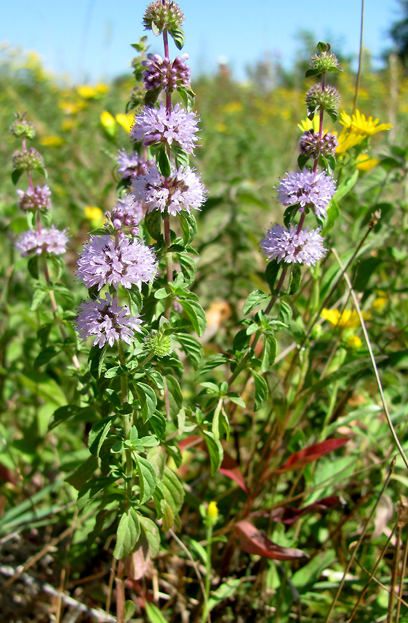 Image of Mentha pulegium specimen.