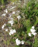 Achillea apiculata. Цветущие растения. Кольский п-ов, побережье Восточного Мурмана, пос. Дальние Зеленцы, берег оз. Промерное. 22.07.2009.