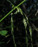 Cinna latifolia