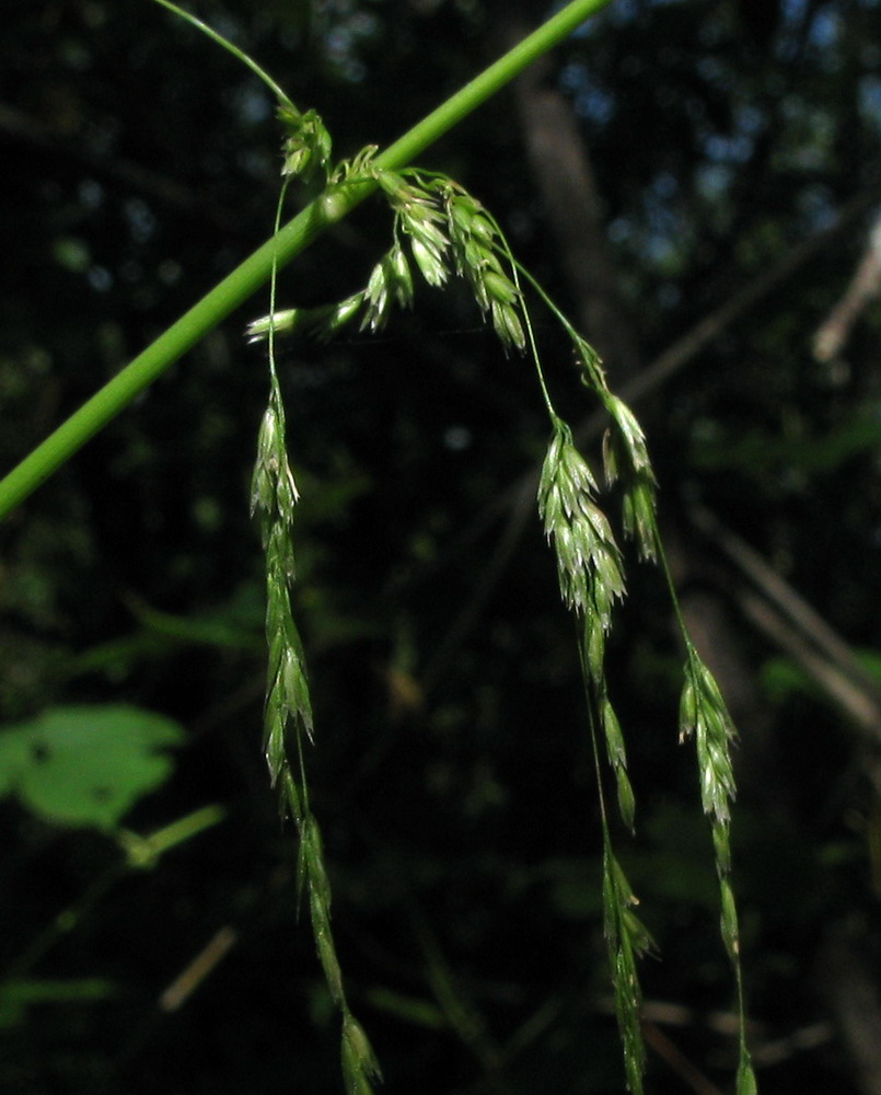 Изображение особи Cinna latifolia.