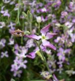 Matthiola bicornis