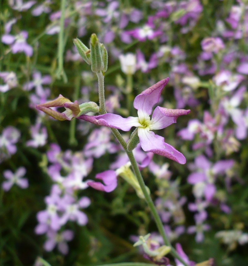 Image of Matthiola bicornis specimen.