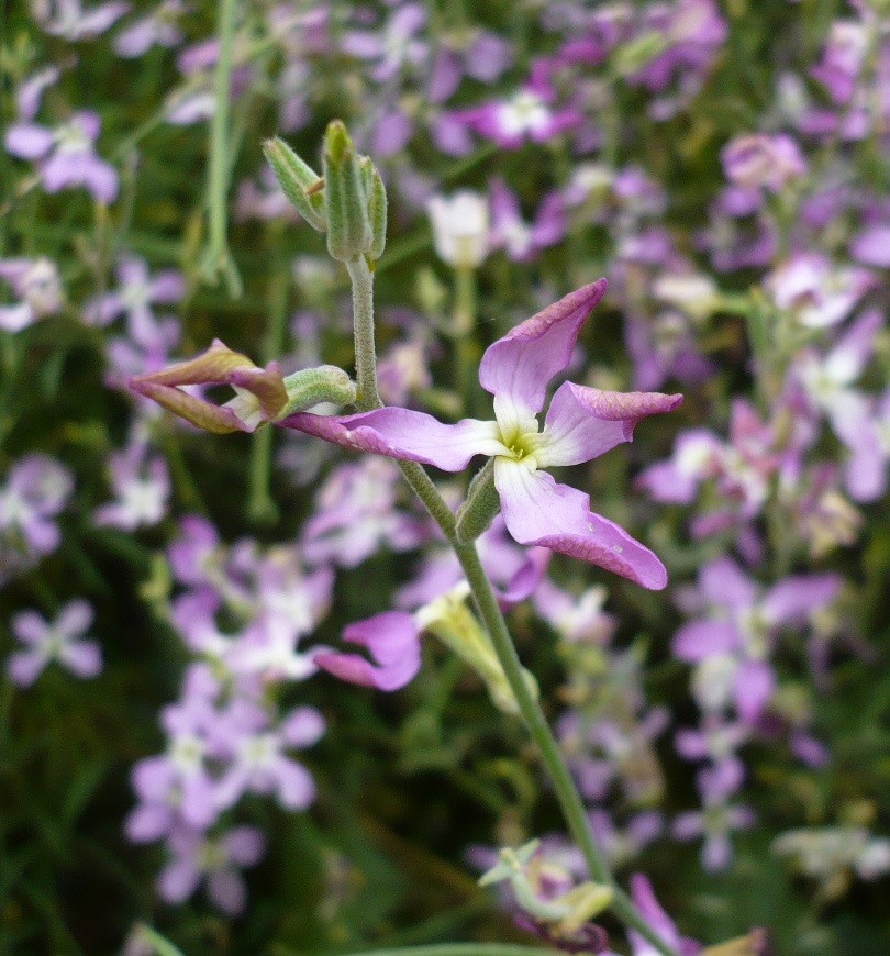 Изображение особи Matthiola bicornis.