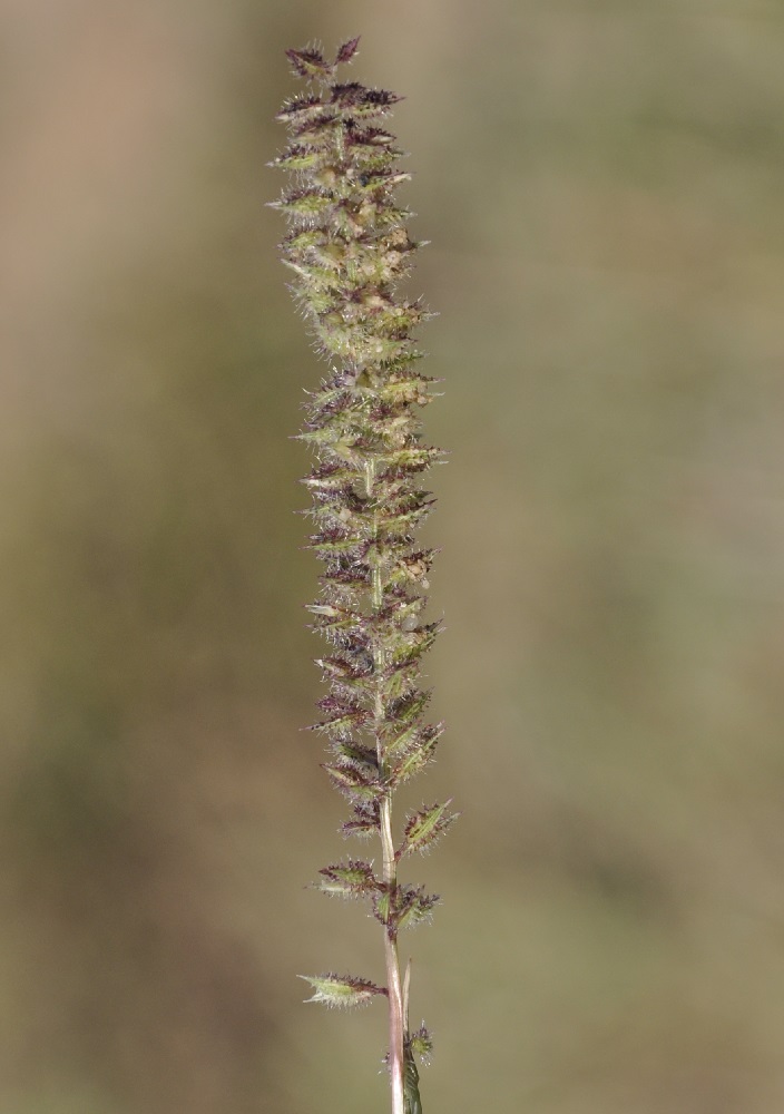 Image of Tragus racemosus specimen.