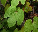 genus Vitis. Побег с листом и соплодием. Московская обл., Раменский р-н, окр. дер. Хрипань, садовый участок. 01.09.2014.