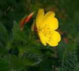 Oenothera pilosella. Цветок. Московская обл., Раменский р-н, окр. дер. Хрипань, садовый участок. 17.06.2014.