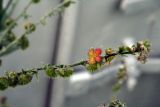 Solenanthus circinnatus