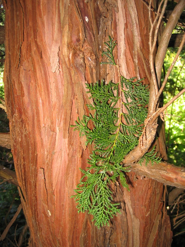 Image of Chamaecyparis pisifera specimen.