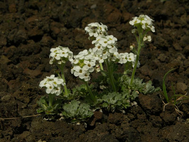 Image of Ermania parryoides specimen.