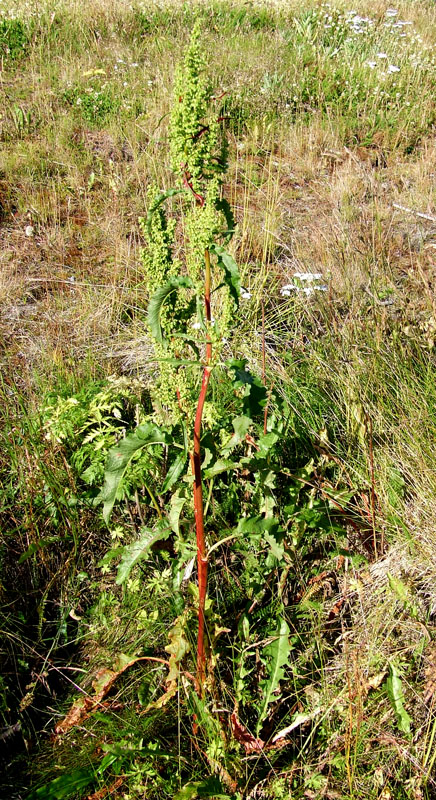 Image of Rumex longifolius specimen.